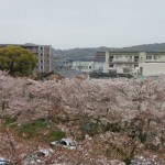 新入生を祝福する桜の花